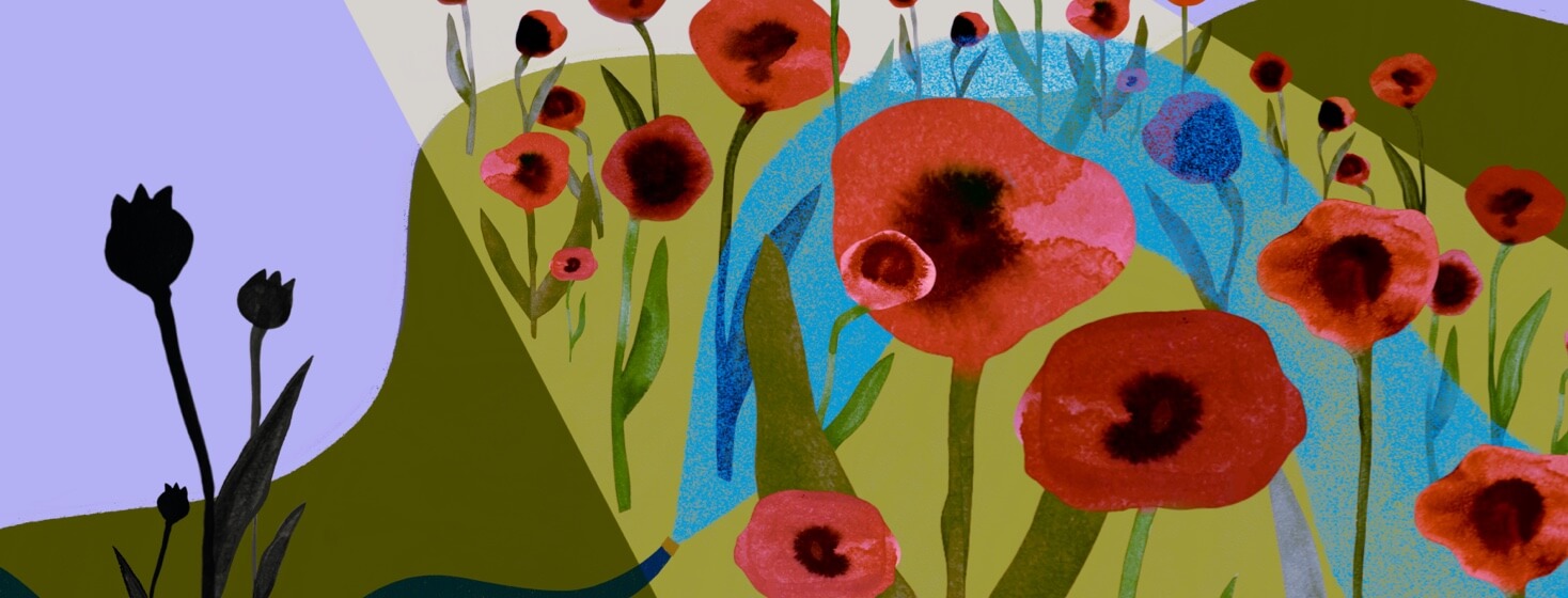 A field of poppy flowers being watered as a few receive no water